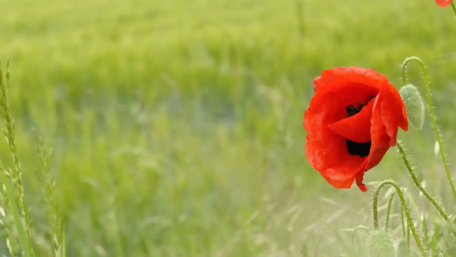 Coquelicot rouge solitaire au milieu d'un champ vert