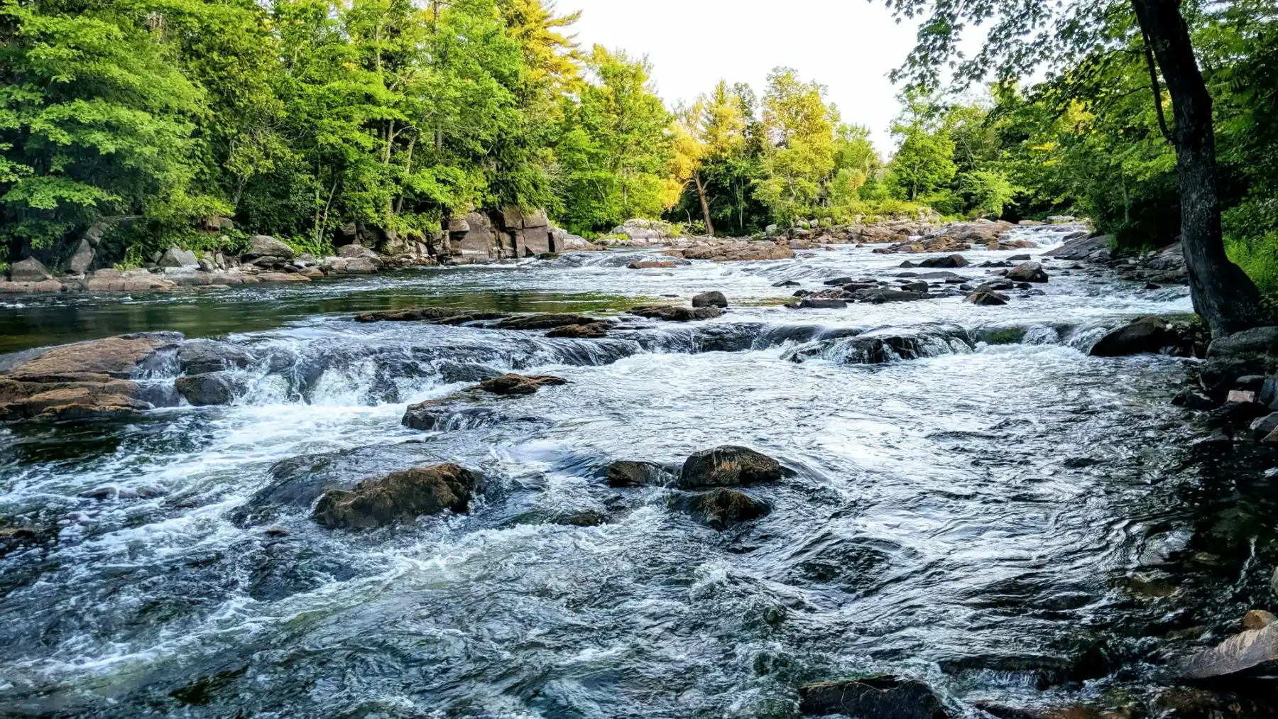 Rivière accidentée par des rochers plats au milieu de la forêt pendant la journée