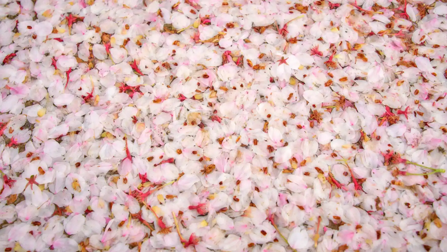 Ambiance blanche parallèle au produit (Photo de Buddy AN sur Unsplash)