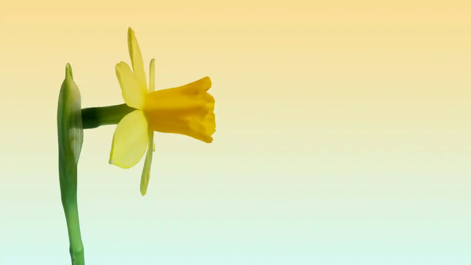 Jonquille jaune