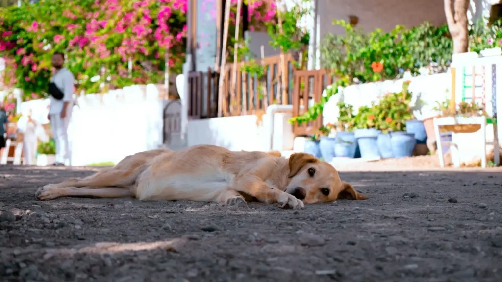 Un chien couché sur le sol devant une maison | Photo par Akanda Kilicarslan sur Unsplash