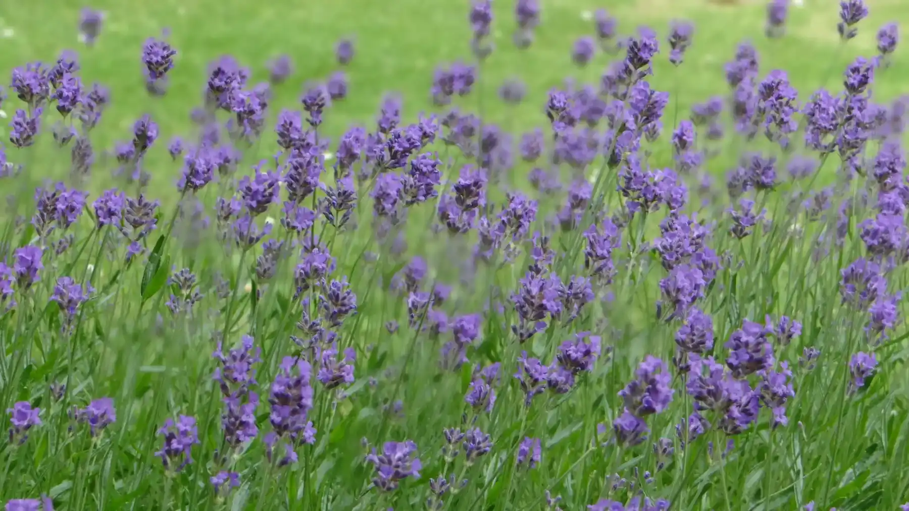 Ambiance bleue ©axelem