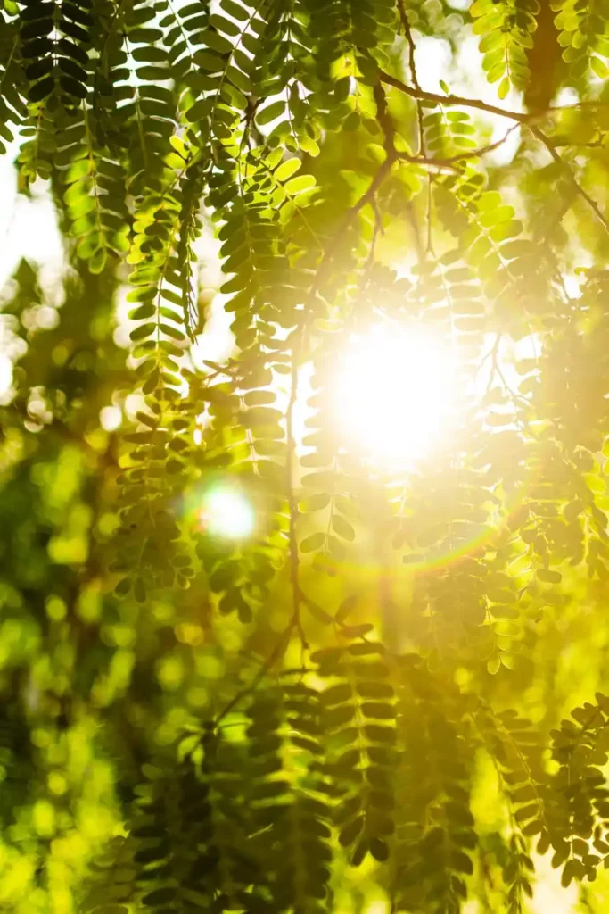 La lumière du soleil filtrant à travers les feuilles vertes des acacias